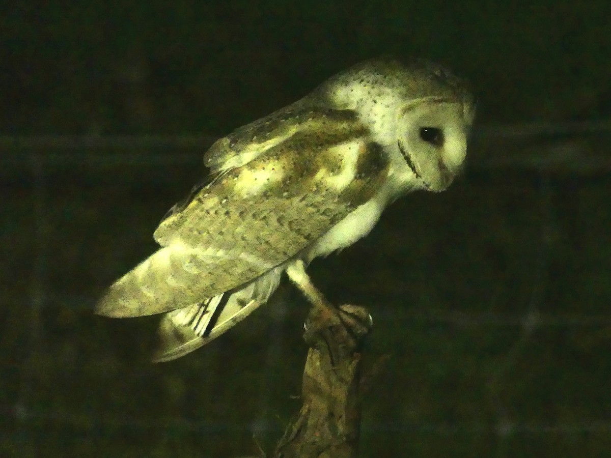Eastern Barn Owl (Eastern) - ML641960356