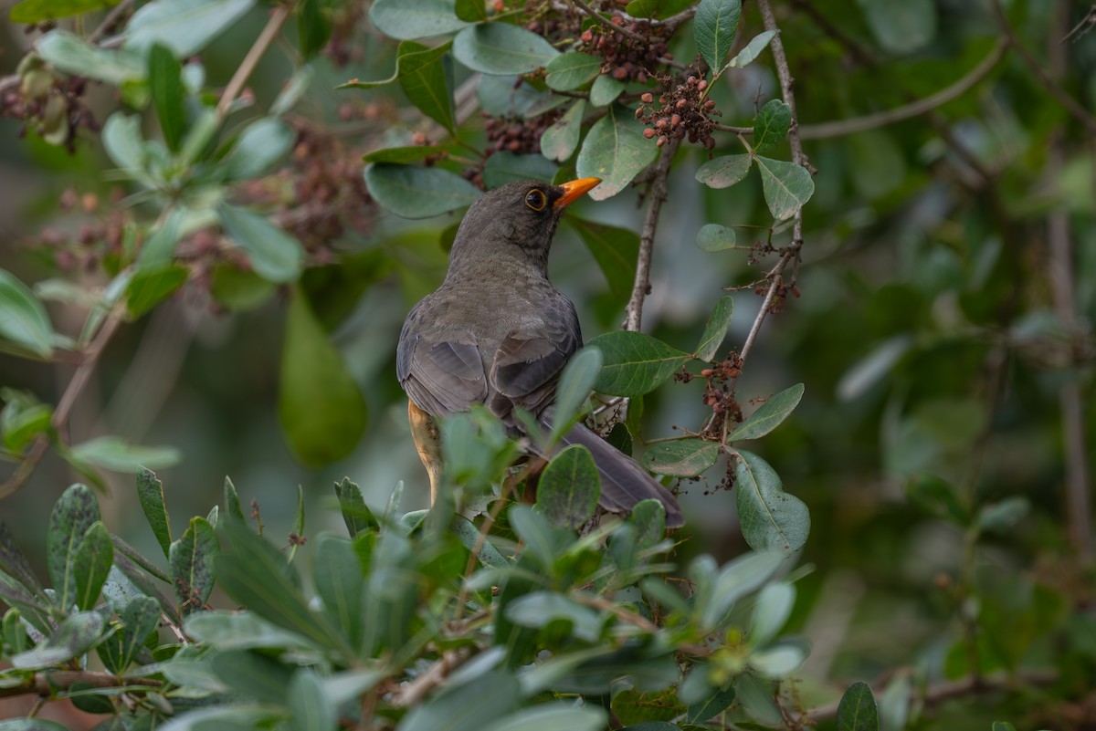 Abyssinian Thrush - ML641960376