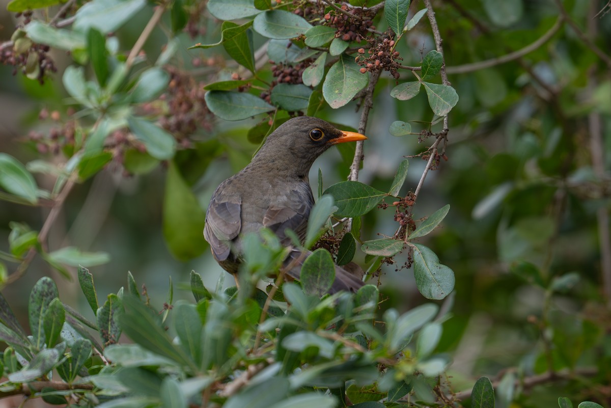 Abyssinian Thrush - ML641960377