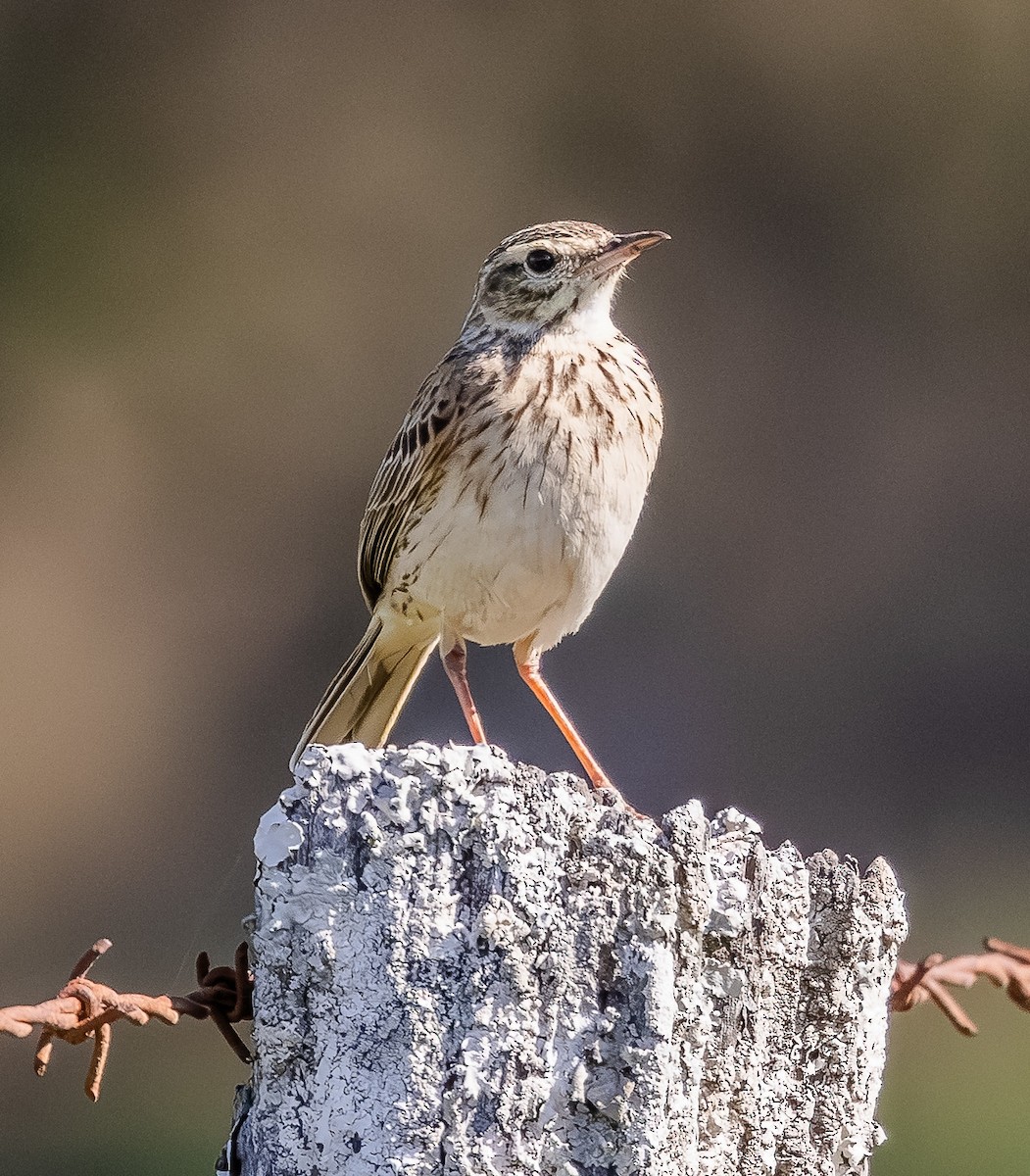 Australian Pipit - ML641960387