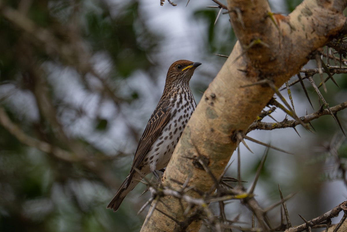Violet-backed Starling - ML641960398