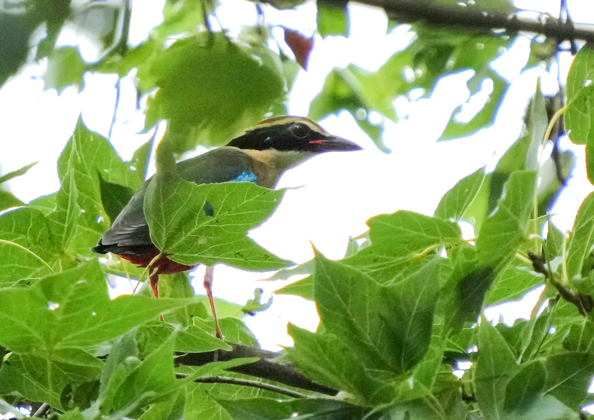 Fairy Pitta - ML641960417