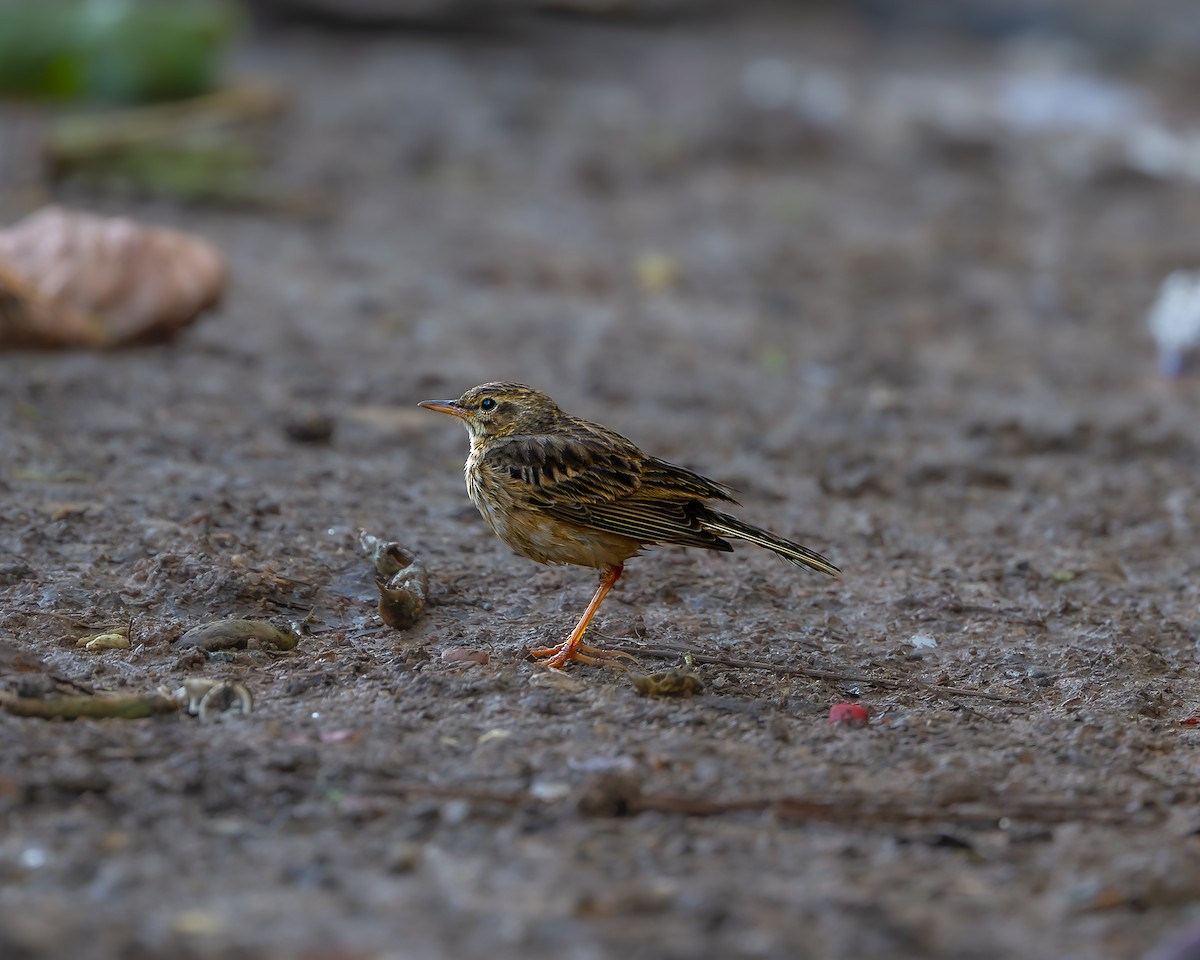 Pipit rousset - ML641960422