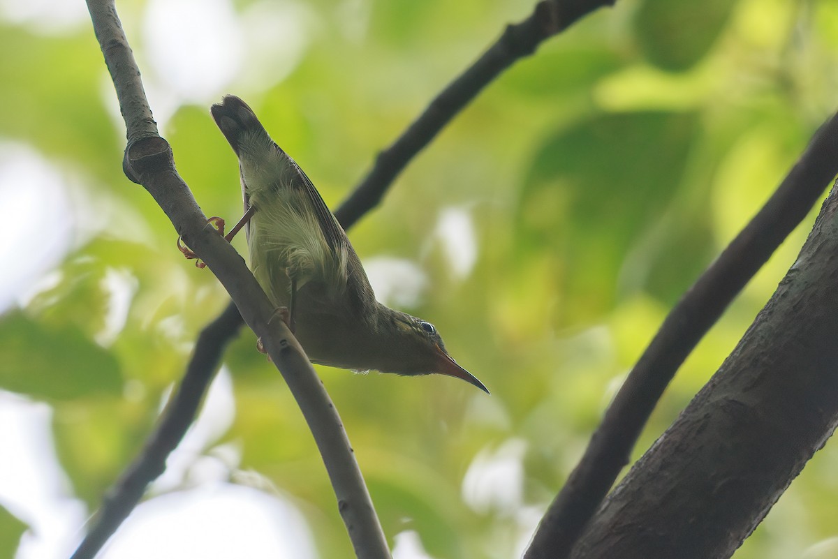 Fork-tailed Sunbird (Fork-tailed) - ML641960435