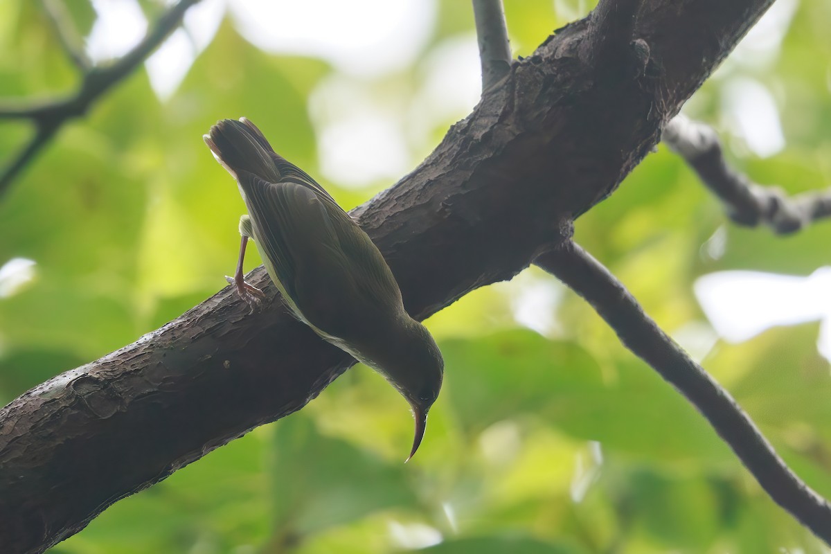 Fork-tailed Sunbird (Fork-tailed) - ML641960436