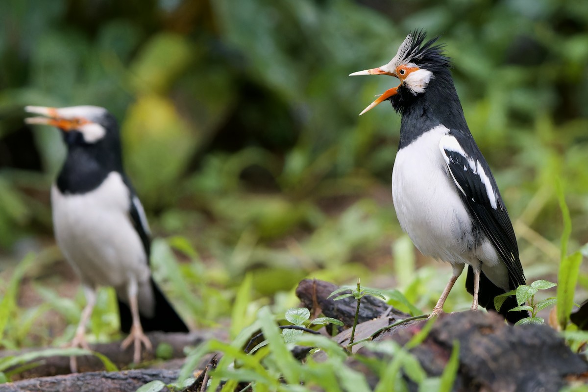 Siamese Pied Starling - ML641960453