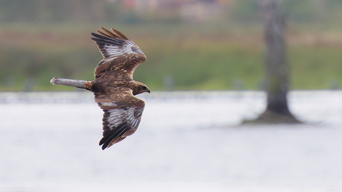 Western Marsh Harrier - ML641960456