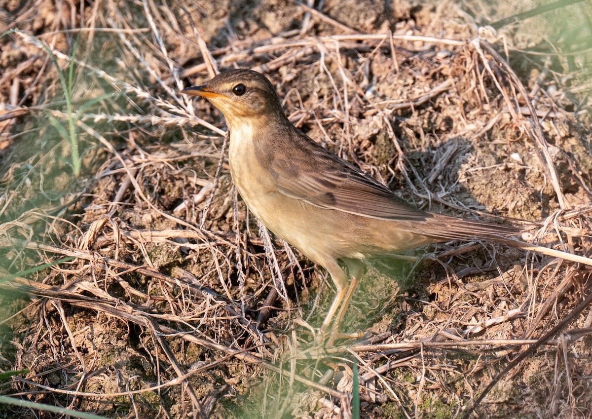 Middendorff's Grasshopper Warbler - ML641960458