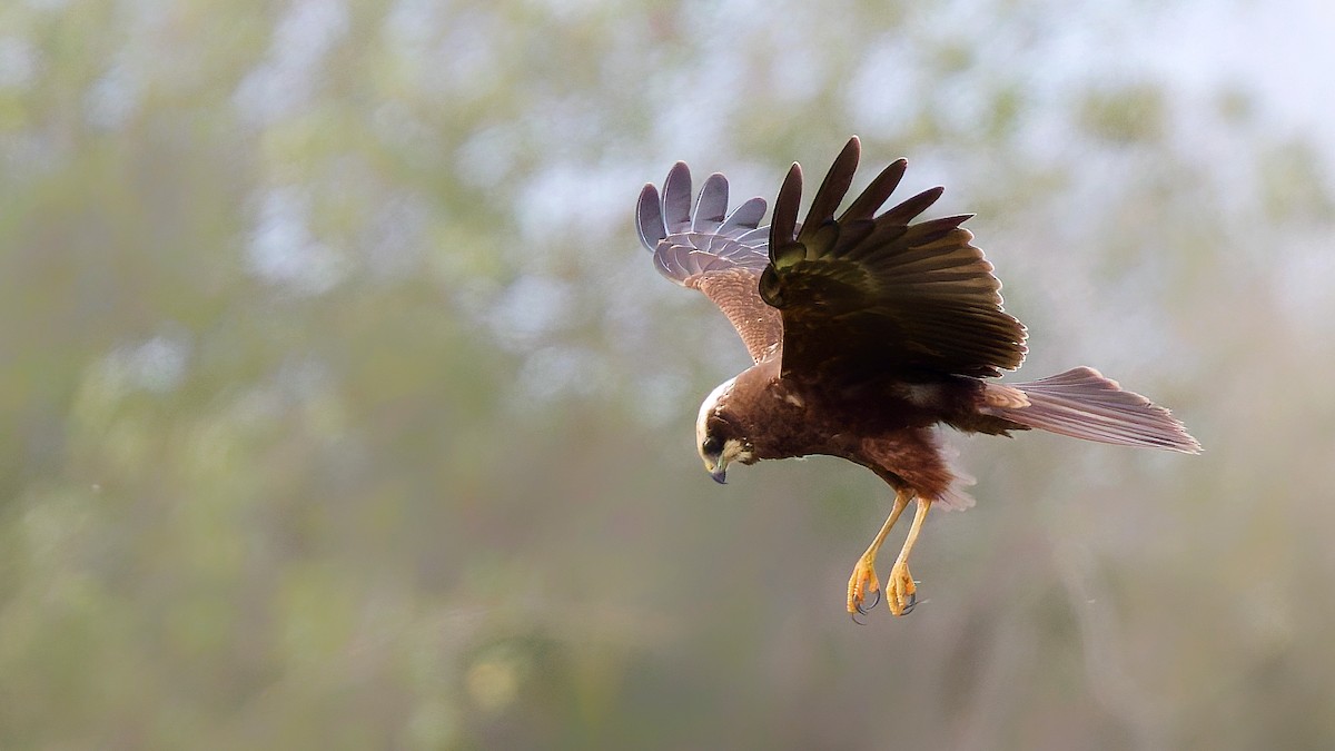 Western Marsh Harrier - ML641960466