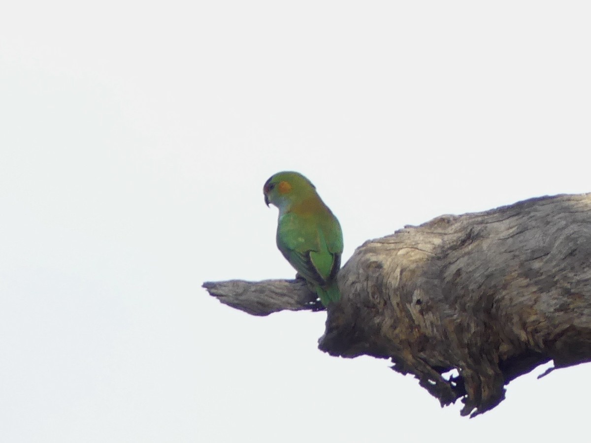 Purple-crowned Lorikeet - ML641960480