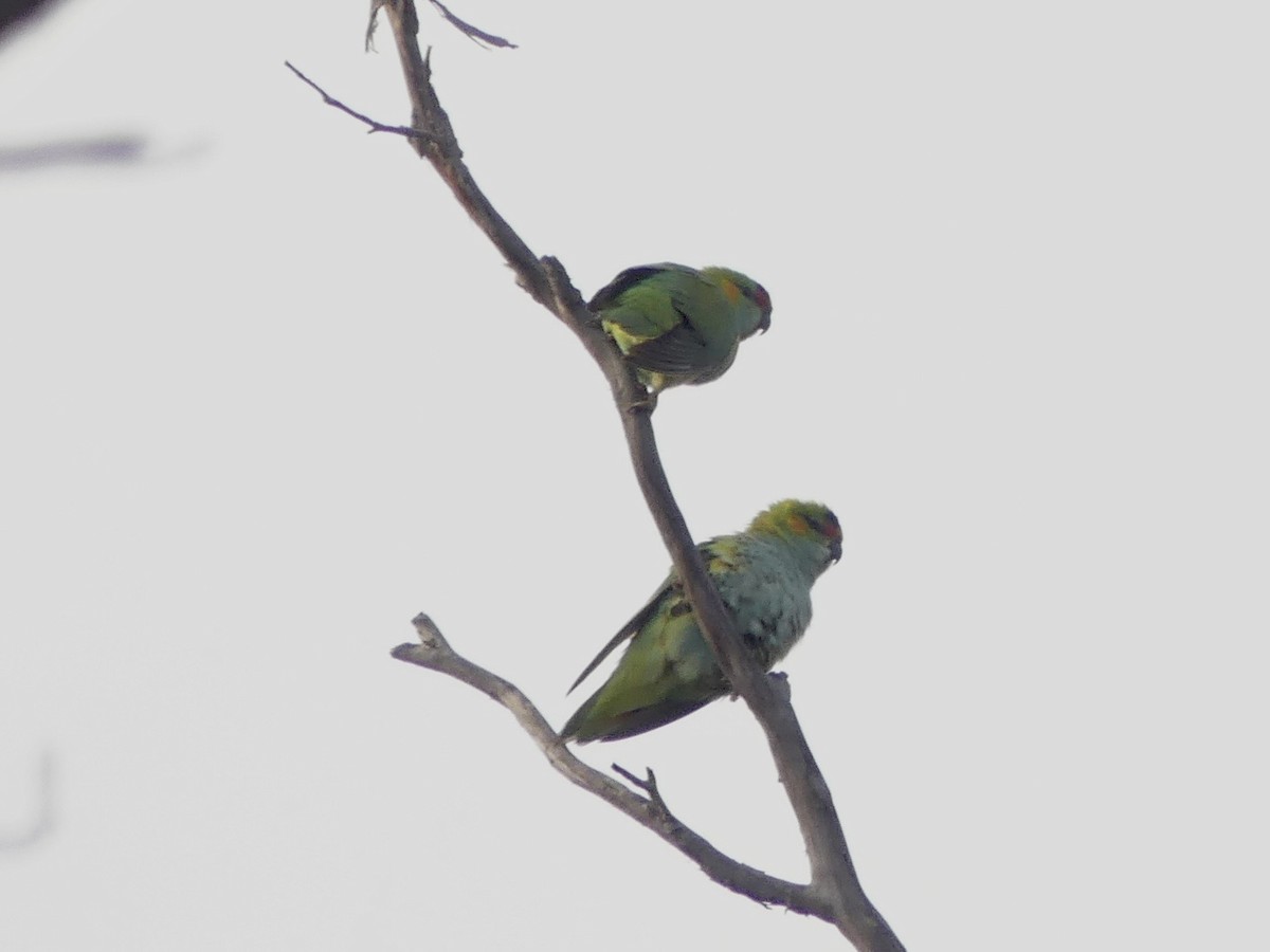 Purple-crowned Lorikeet - ML641960481