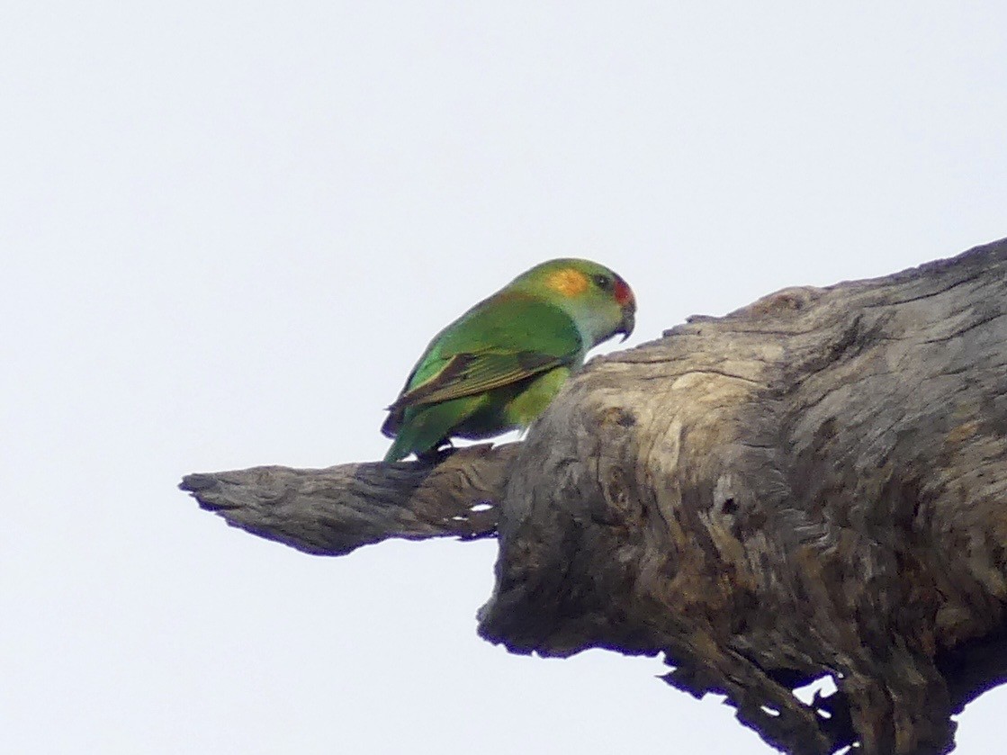 Purple-crowned Lorikeet - ML641960482