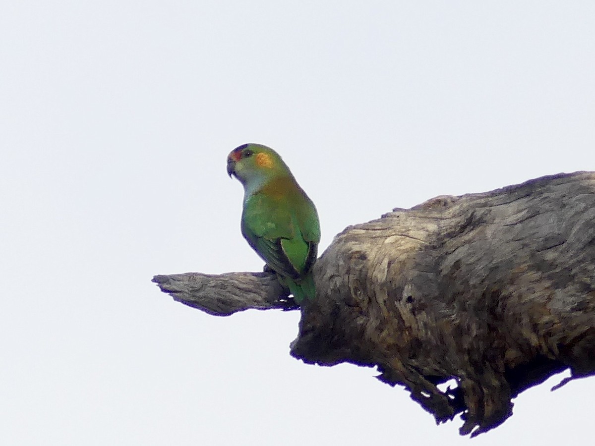 Purple-crowned Lorikeet - ML641960483