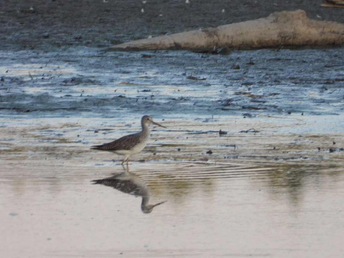 plystresnipe - ML641960485