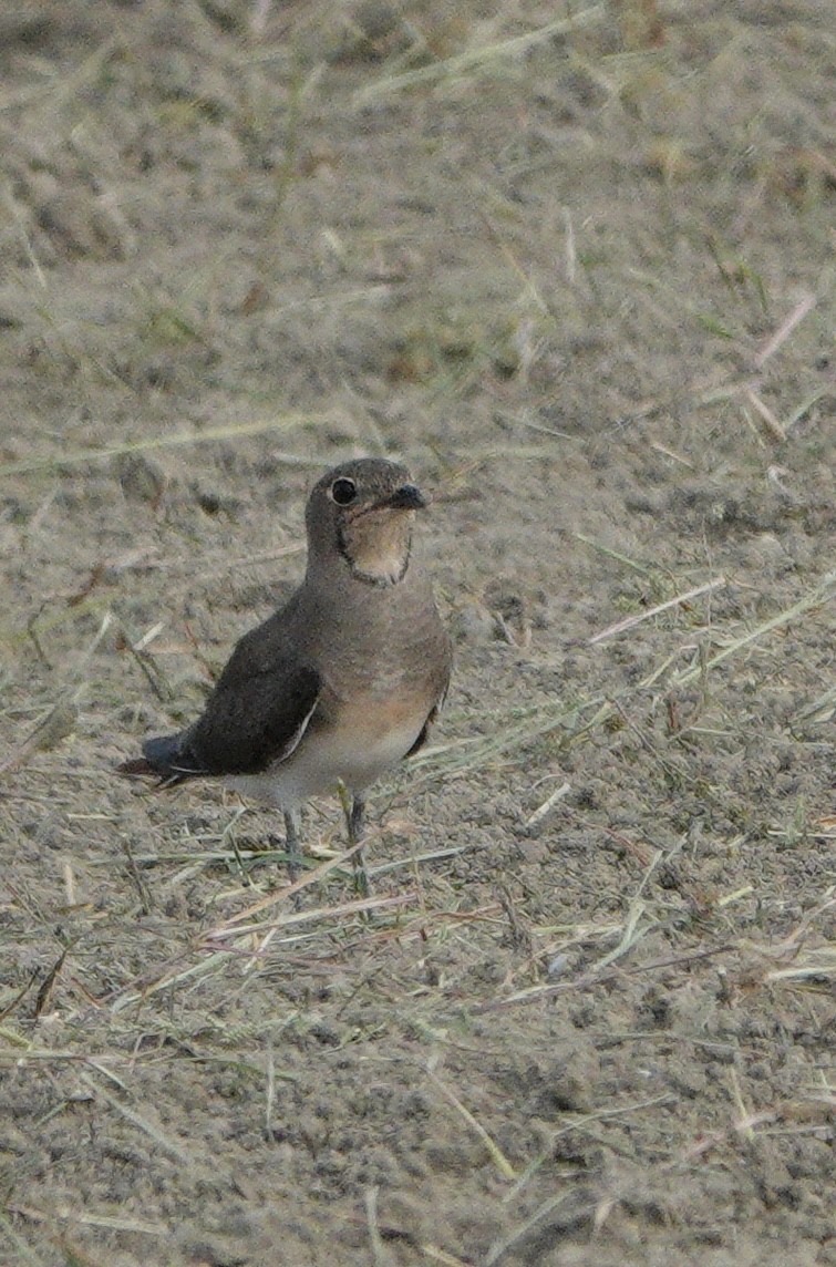 Oriental Pratincole - ML641960500
