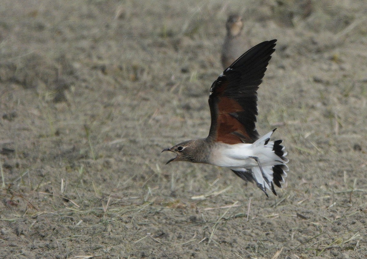 Oriental Pratincole - ML641960501
