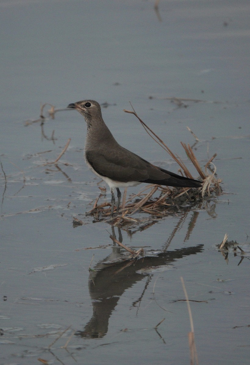 Oriental Pratincole - ML641960502