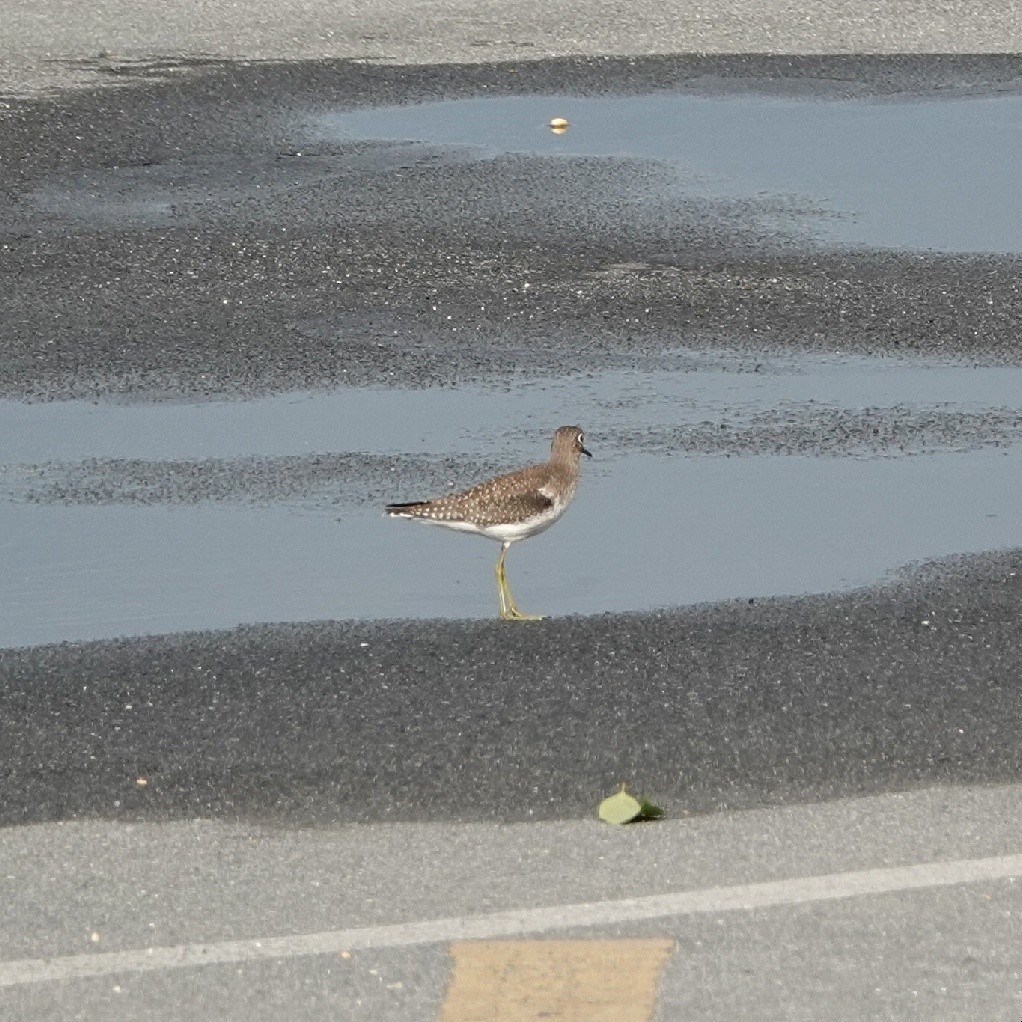 Solitary Sandpiper - ML641960526