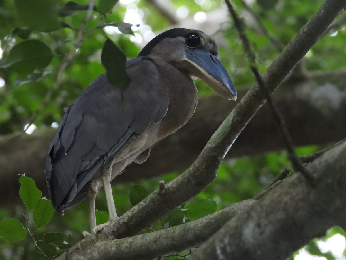 Boat-billed Heron - ML641960529