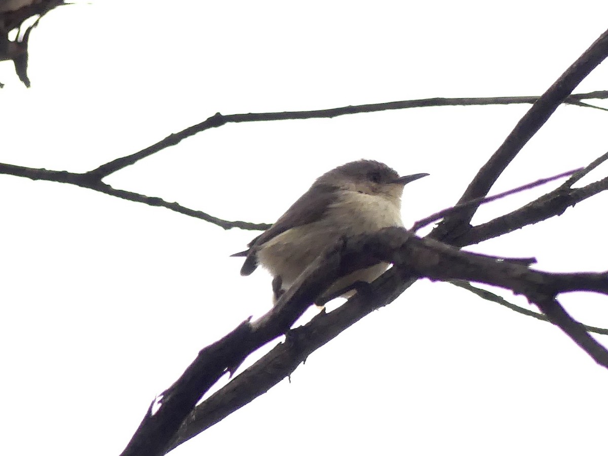 Western Thornbill - ML641960531
