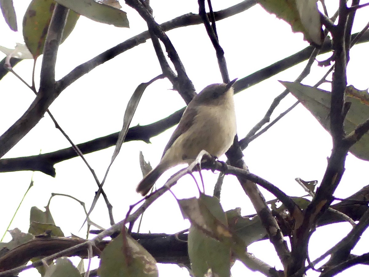 Western Thornbill - ML641960532