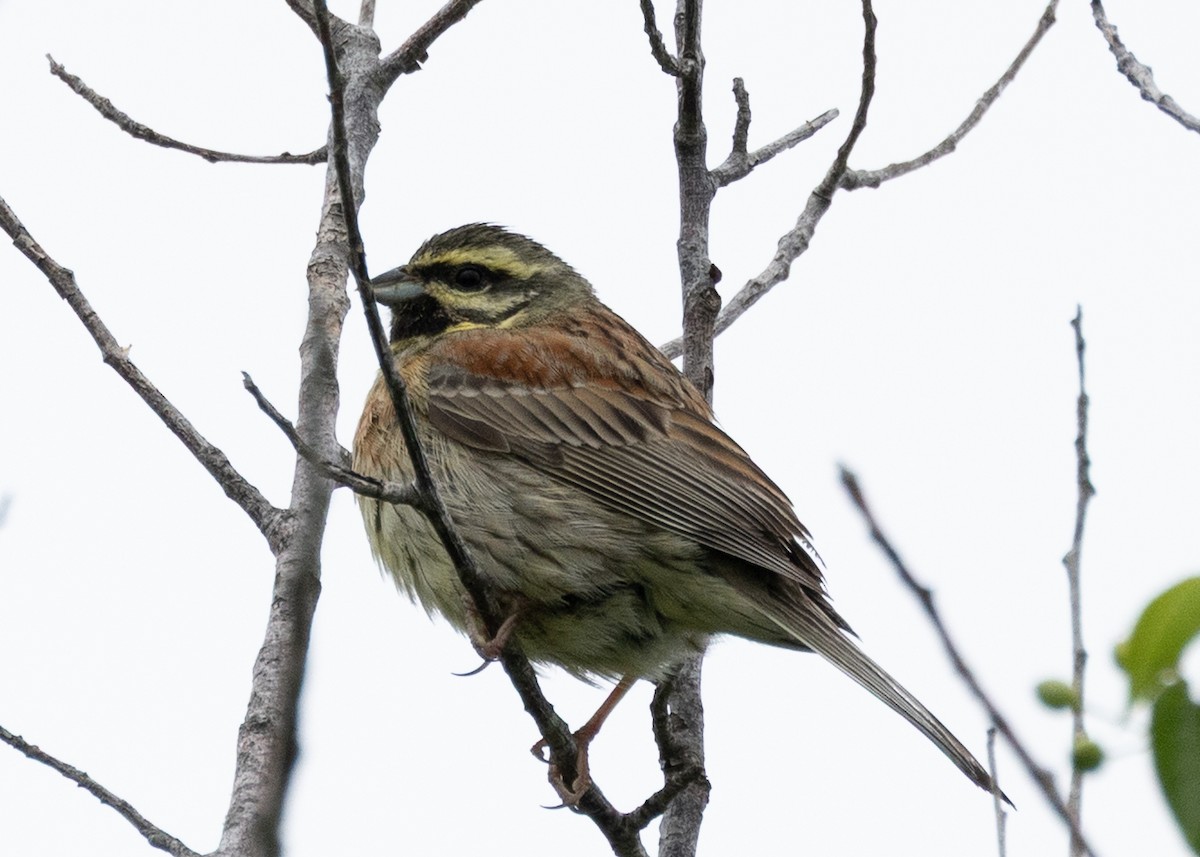 Cirl Bunting - ML641960546