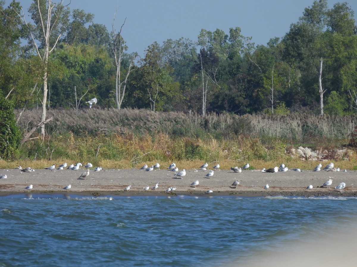 Great Black-backed Gull - ML641960553
