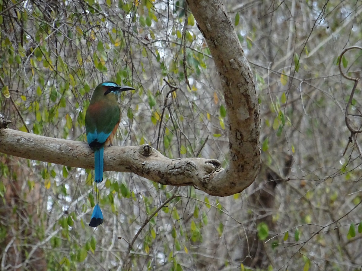 Turquoise-browed Motmot - ML641960563