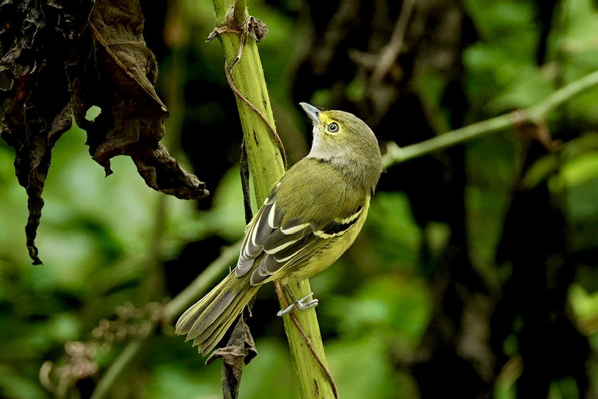 White-eyed Vireo - ML641960565