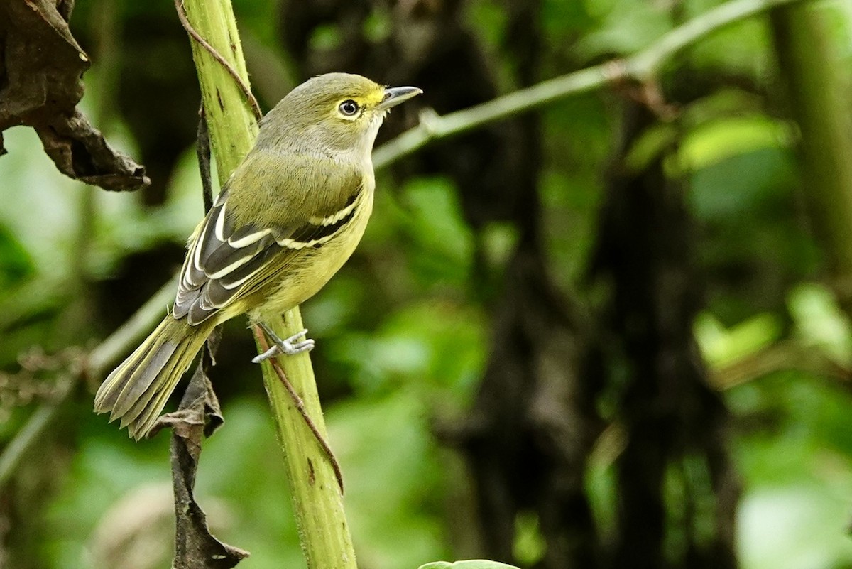 White-eyed Vireo - ML641960566