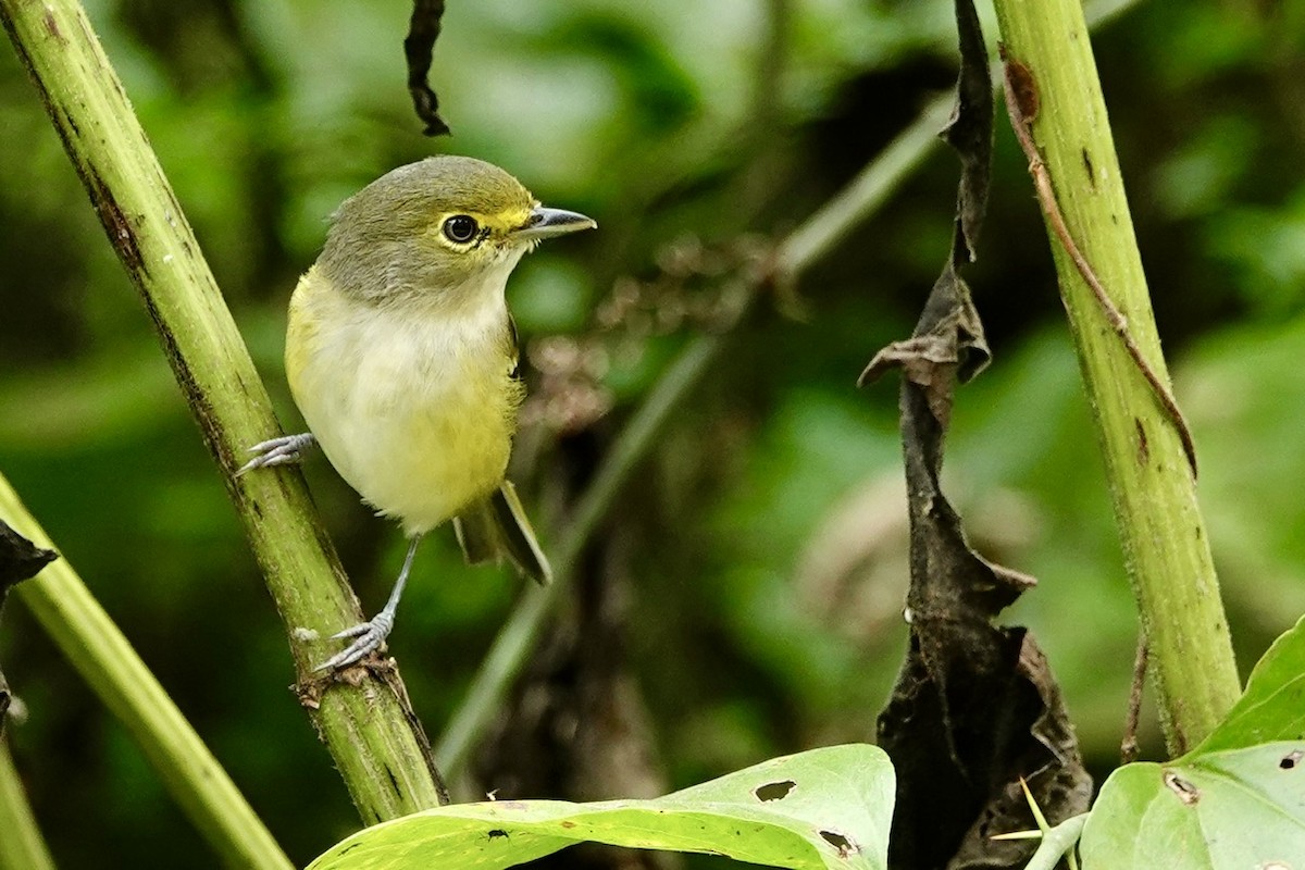 White-eyed Vireo - ML641960567