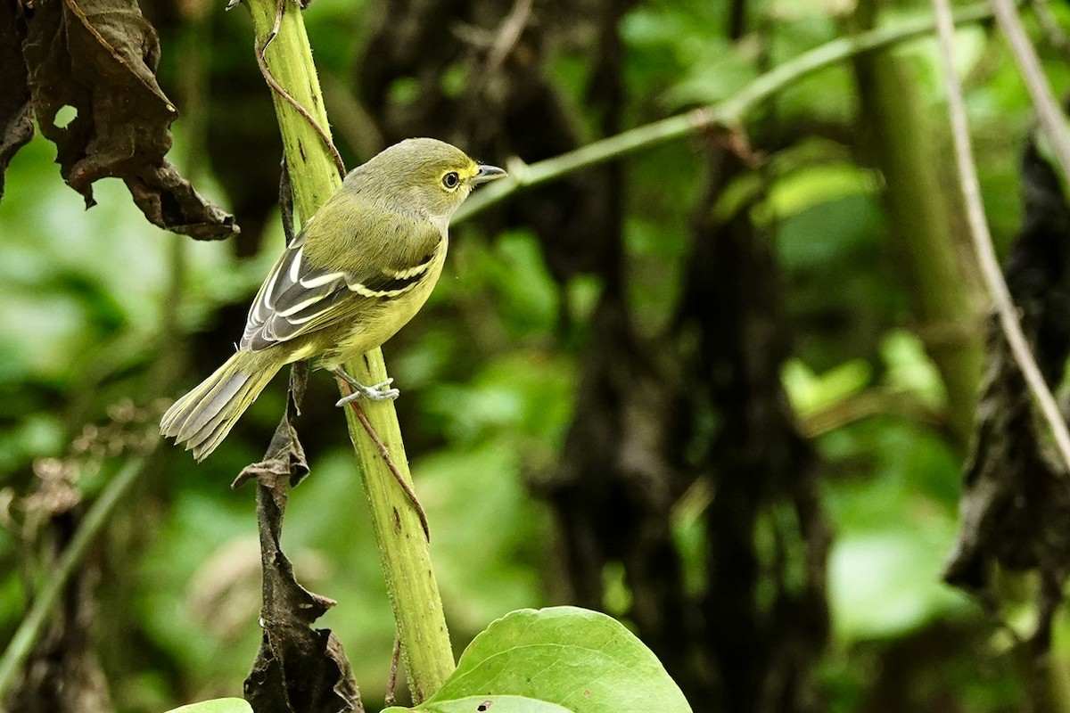 White-eyed Vireo - ML641960568