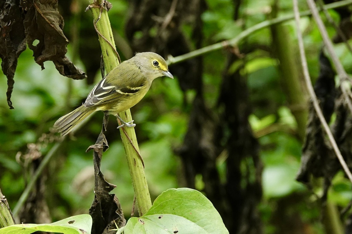 White-eyed Vireo - ML641960569