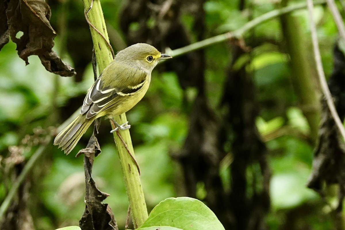 White-eyed Vireo - ML641960570