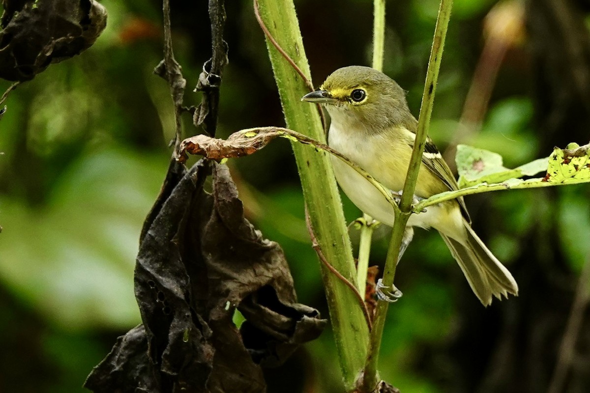 White-eyed Vireo - ML641960571