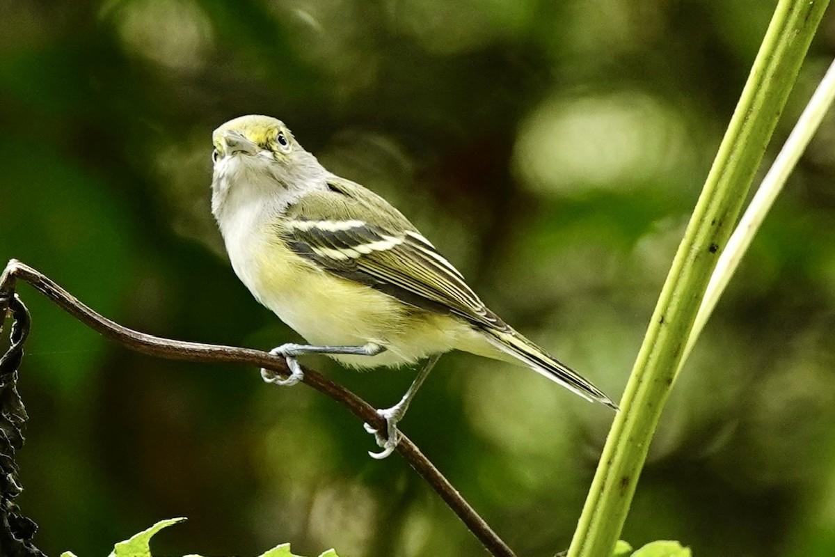 White-eyed Vireo - ML641960572