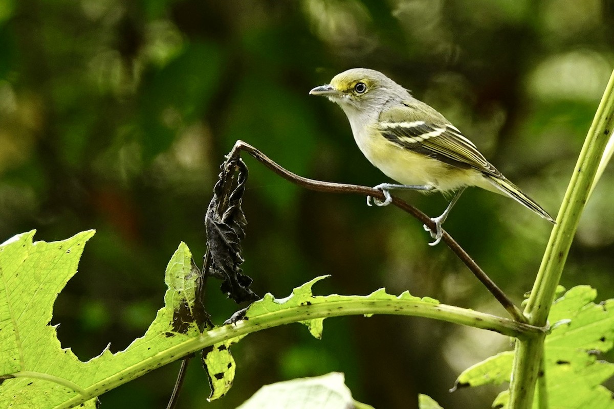 White-eyed Vireo - ML641960573