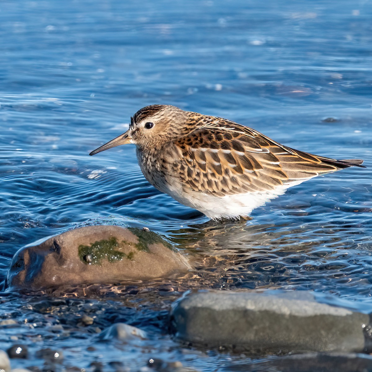 Pectoral Sandpiper - ML641960577