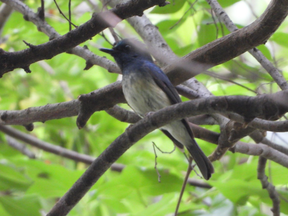 Hainan Blue Flycatcher - ML641960587