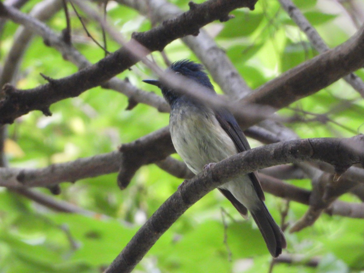 Hainan Blue Flycatcher - ML641960588