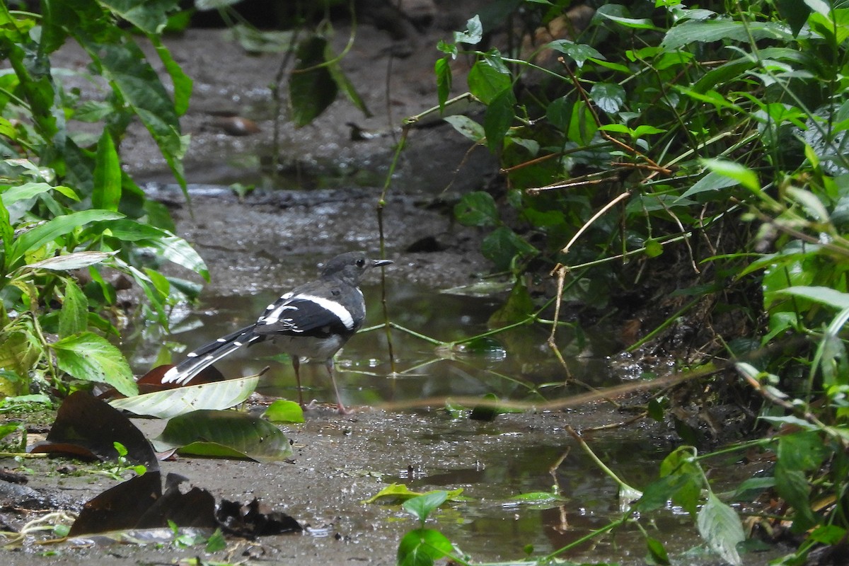 Black-backed Forktail - ML641960595