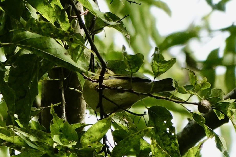 Tennessee Warbler - ML641960602
