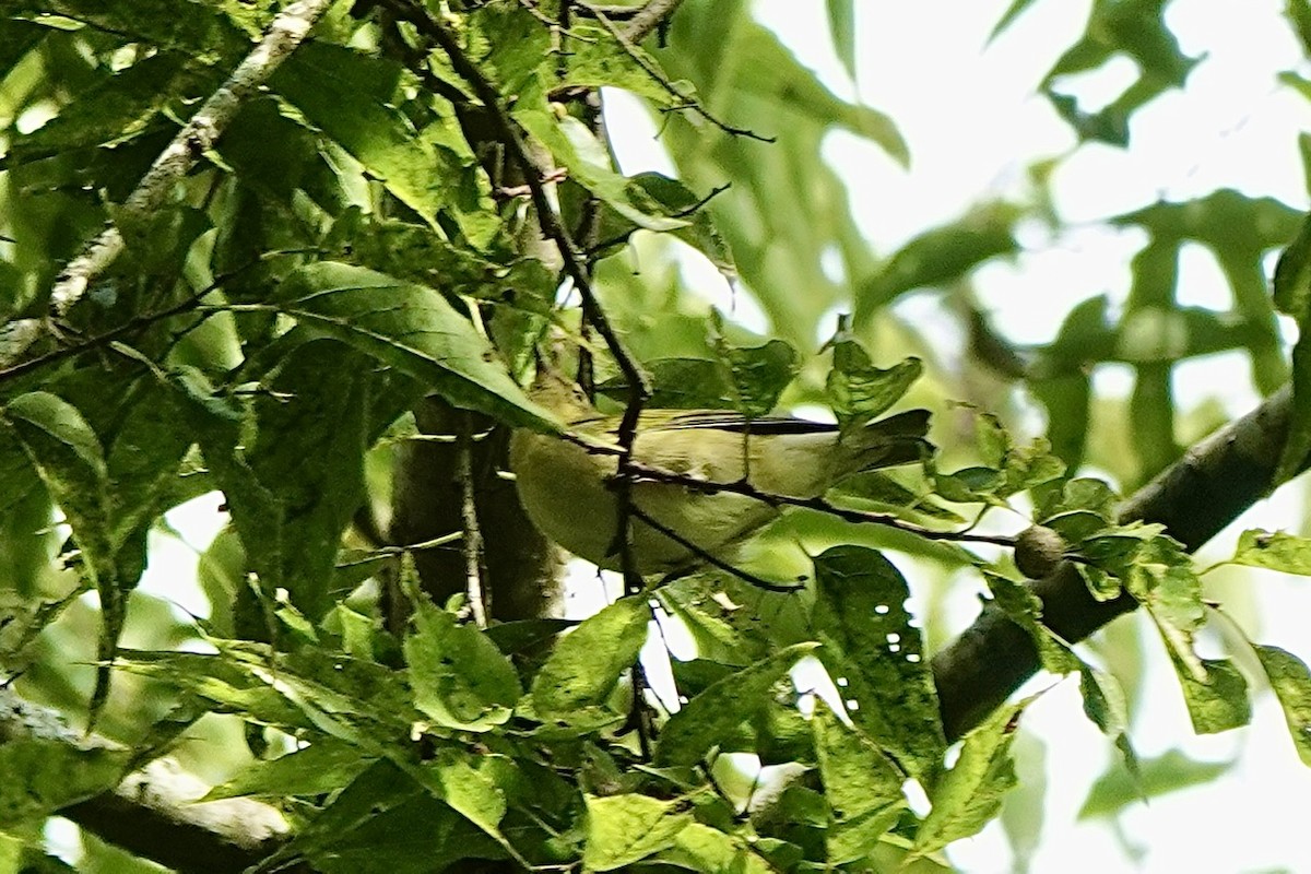 Tennessee Warbler - ML641960603