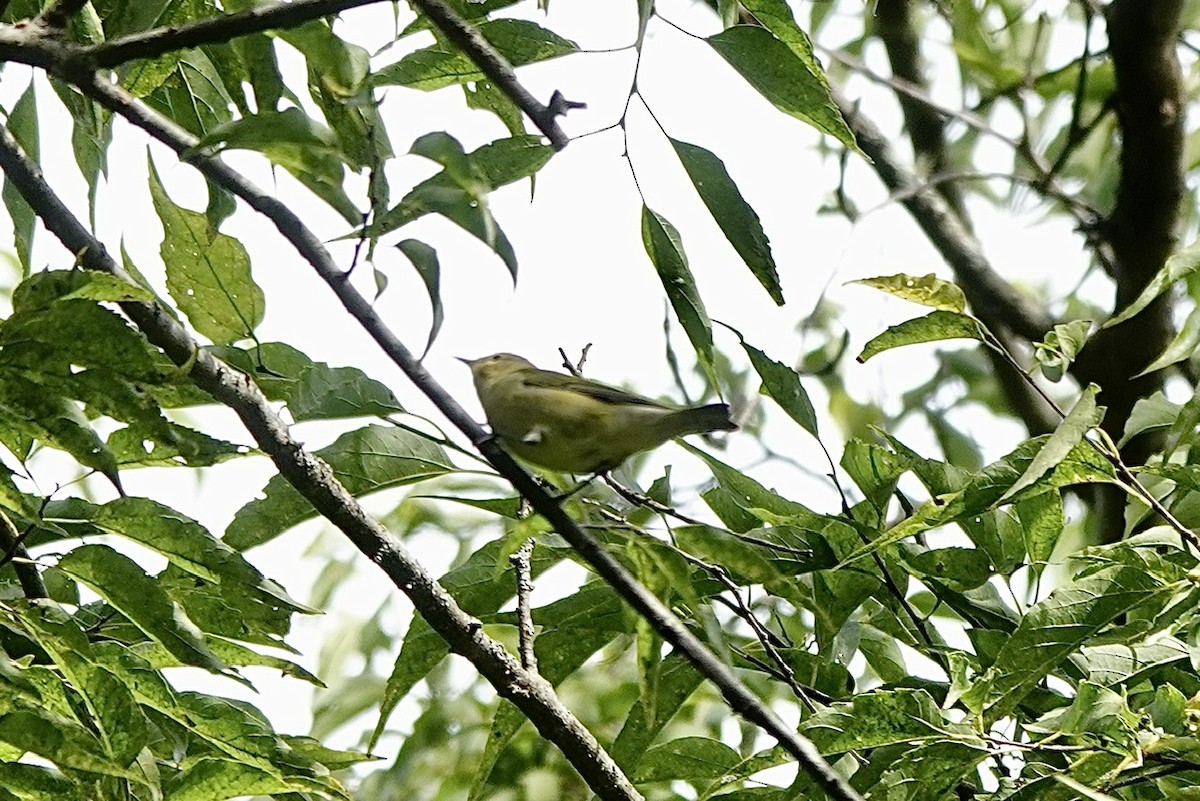 Tennessee Warbler - ML641960604