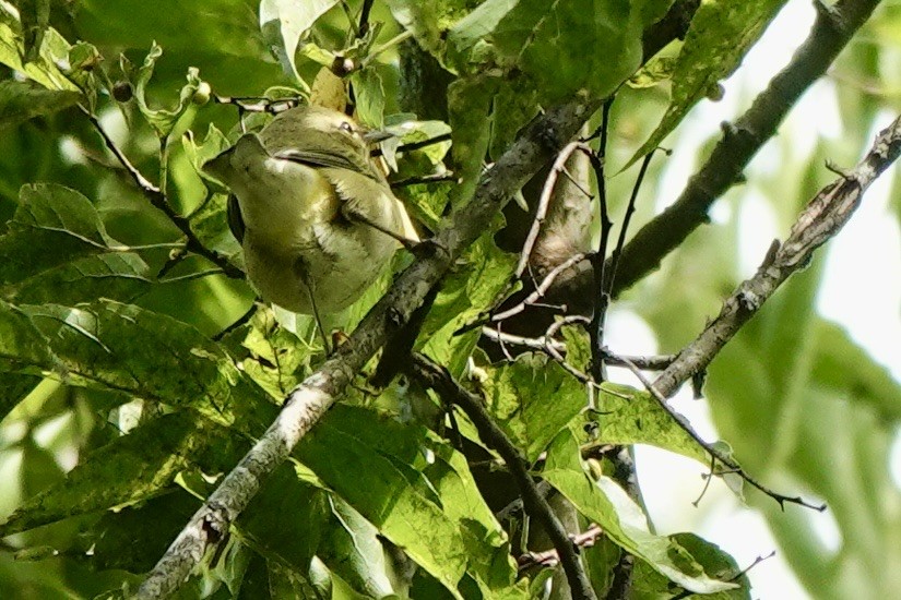 Tennessee Warbler - ML641960605