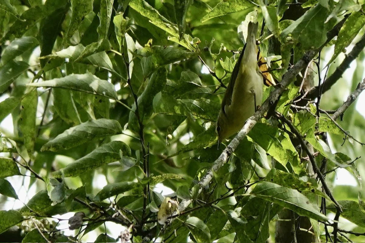 Tennessee Warbler - ML641960606