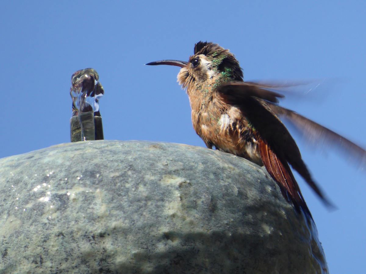 Xantus's Hummingbird - ML641960608