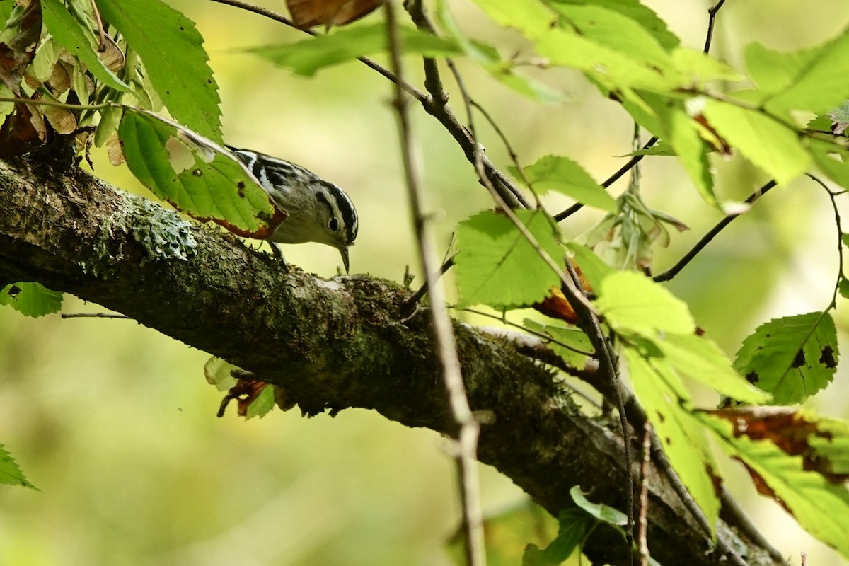 Black-and-white Warbler - ML641960623