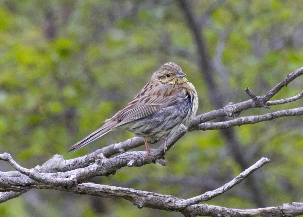 Cirl Bunting - ML641960626