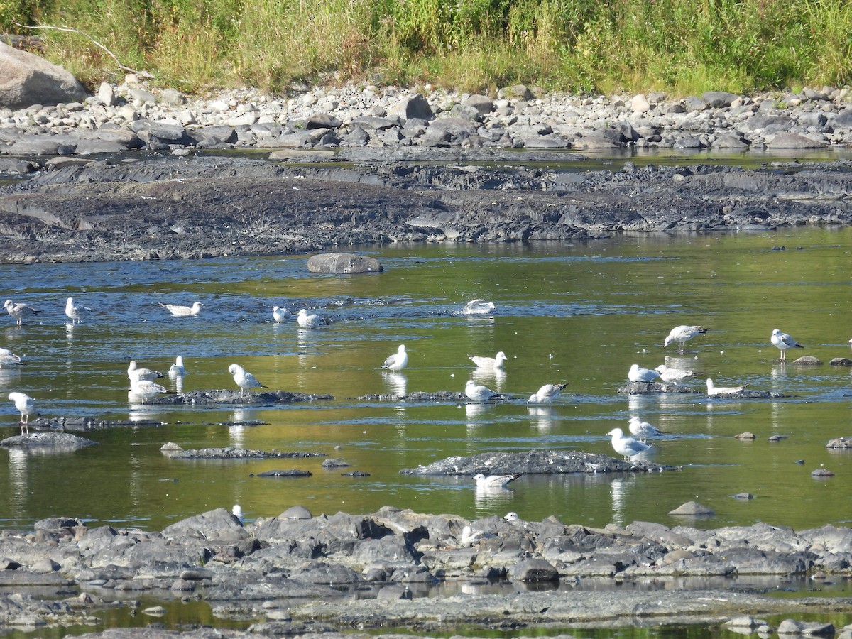 Ring-billed Gull - ML641960628